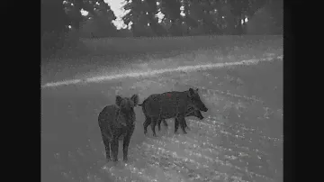 Infiray Tube TH50 - Lov lončačky II ( hunting wild boar ) [22]